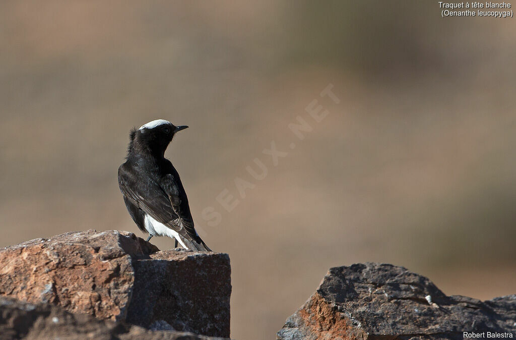 White-crowned Wheatear