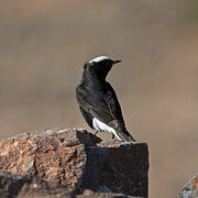 White-crowned Wheatear