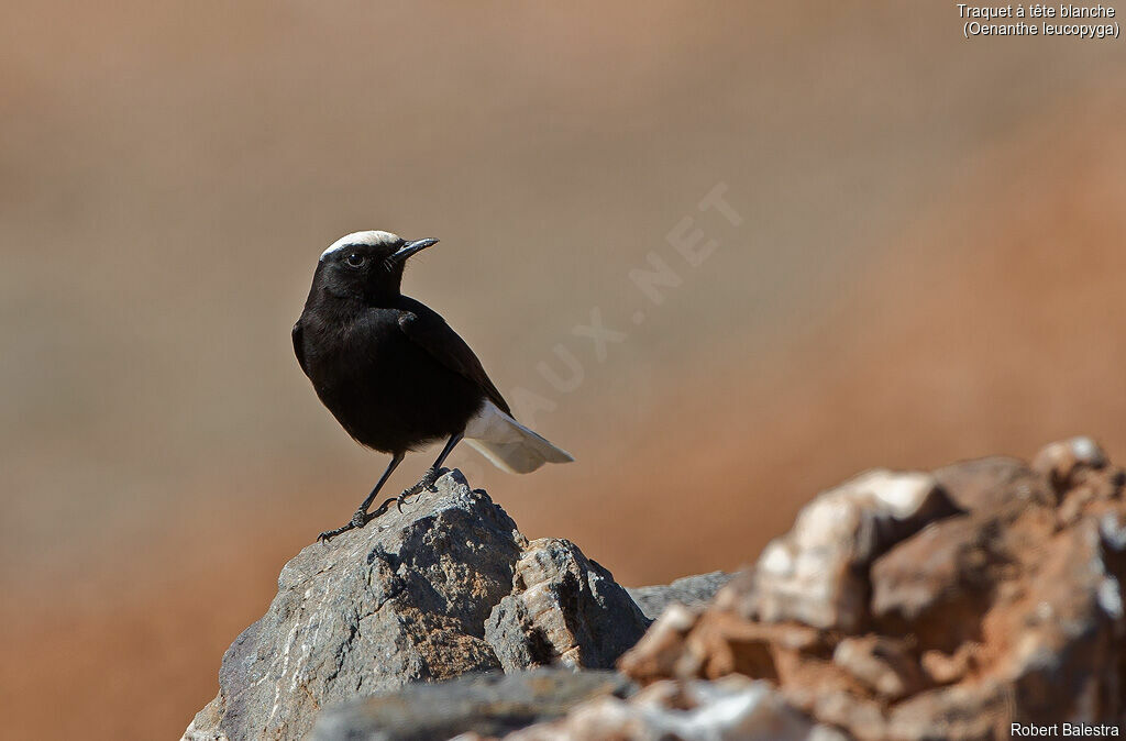 White-crowned Wheatear