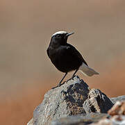 White-crowned Wheatear