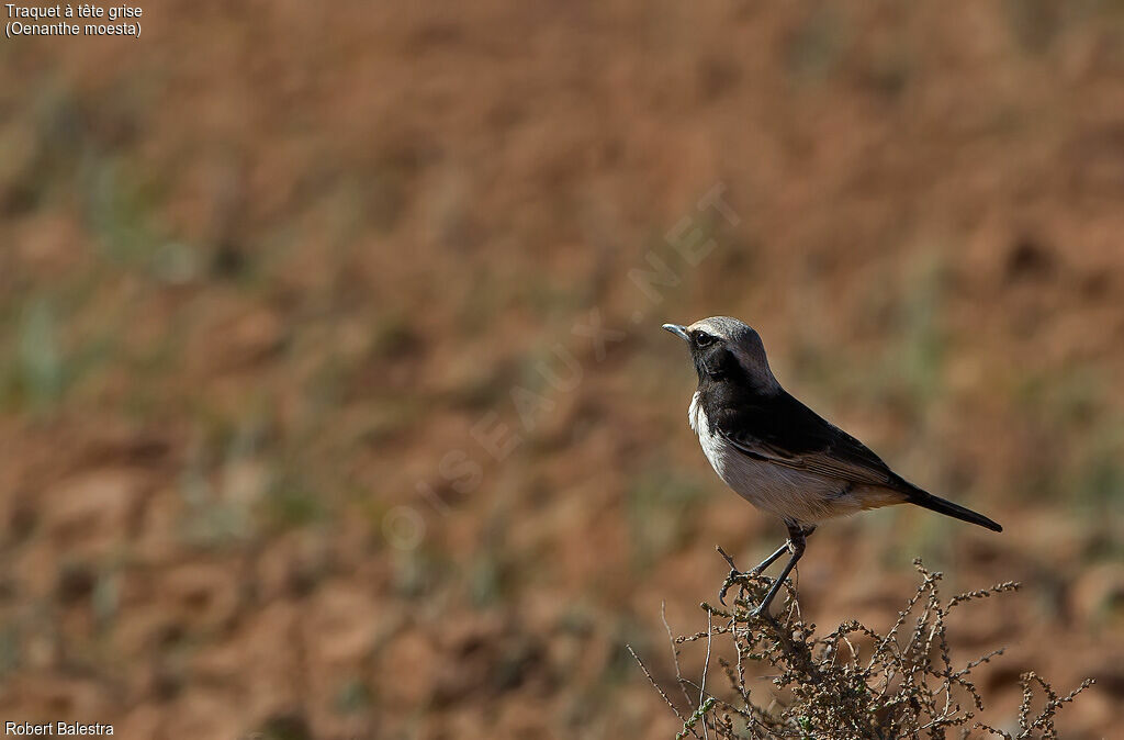 Red-rumped Wheatear