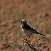 Red-rumped Wheatear