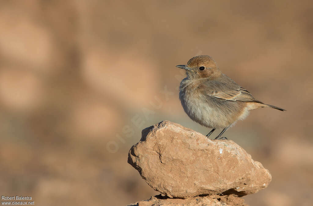 Red-rumped Wheatear female adult, habitat, pigmentation