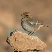 Red-rumped Wheatear