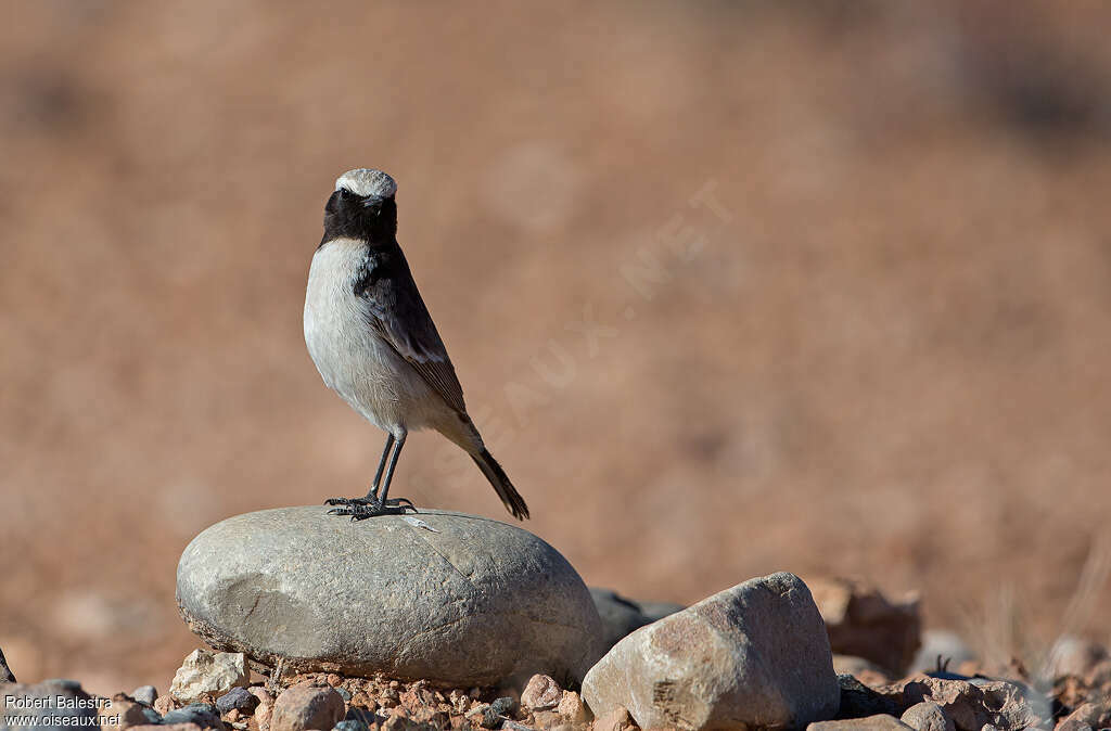 Red-rumped Wheatear male adult, habitat