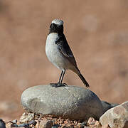 Red-rumped Wheatear