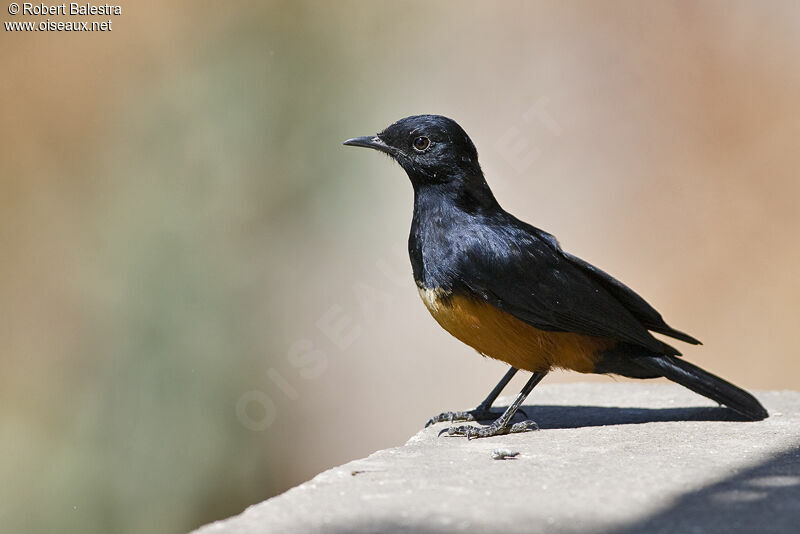 Mocking Cliff Chat female adult