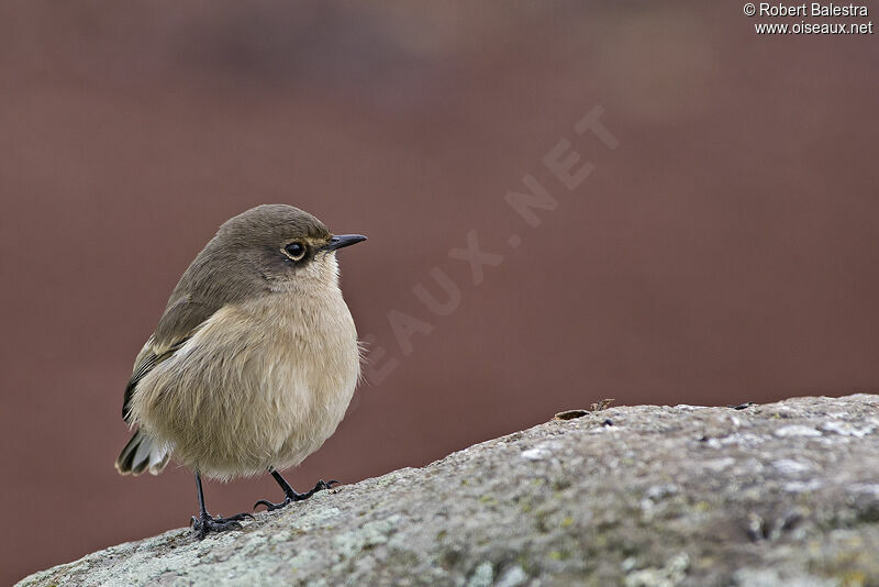 Moorland Chat