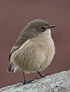 Moorland Chat