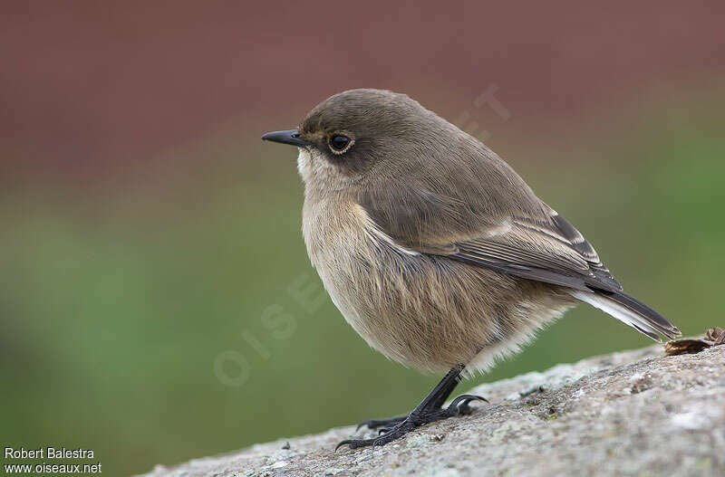 Traquet afroalpinadulte, identification