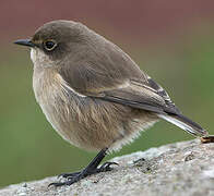 Moorland Chat