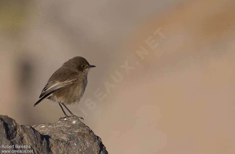 Traquet afroalpinadulte, identification