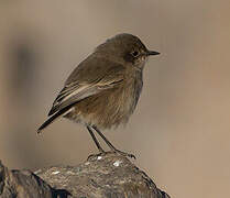 Moorland Chat