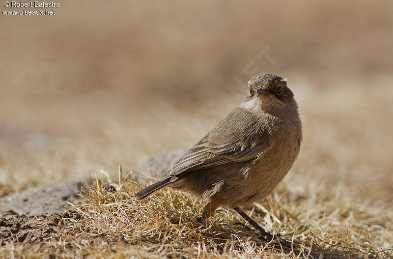 Moorland Chat