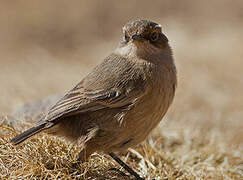 Moorland Chat