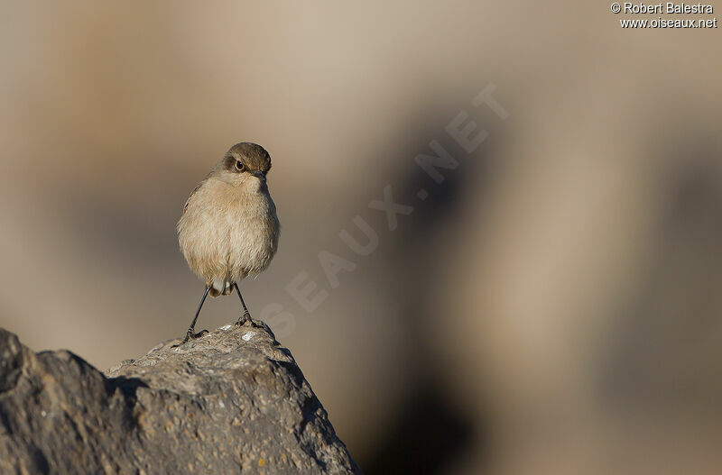 Moorland Chat