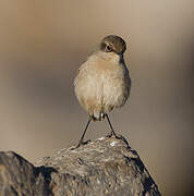 Moorland Chat