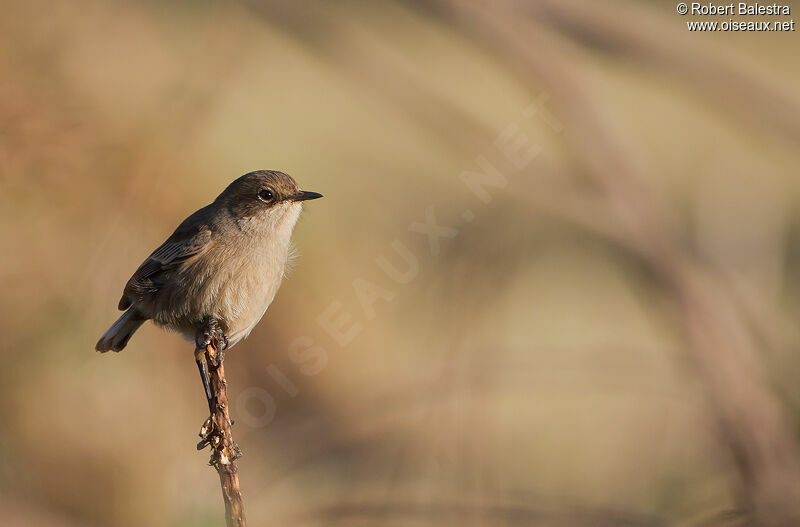 Moorland Chat