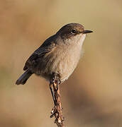 Moorland Chat