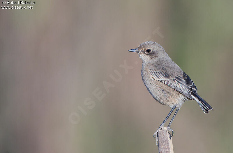 Moorland Chat