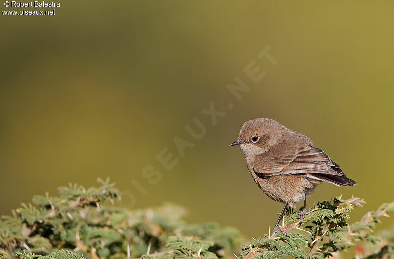 Moorland Chat