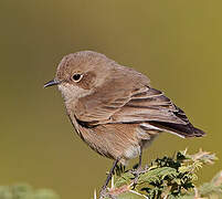 Moorland Chat