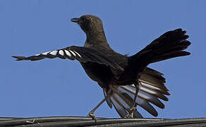 Anteater Chat