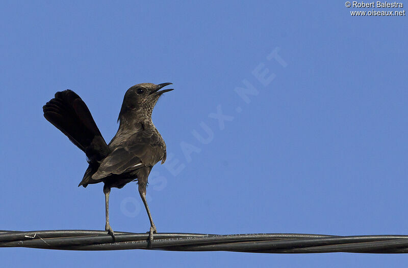 Anteater Chat