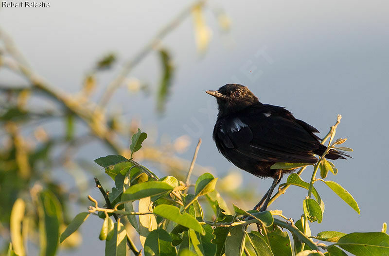 Sooty Chat