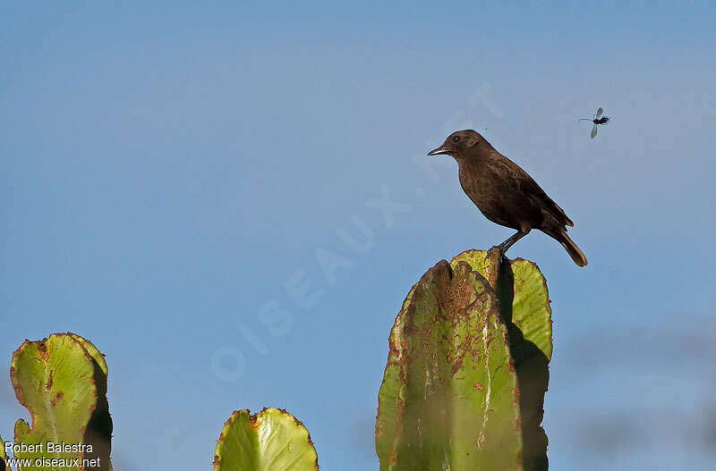 Sooty Chat female adult, Behaviour