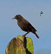 Sooty Chat