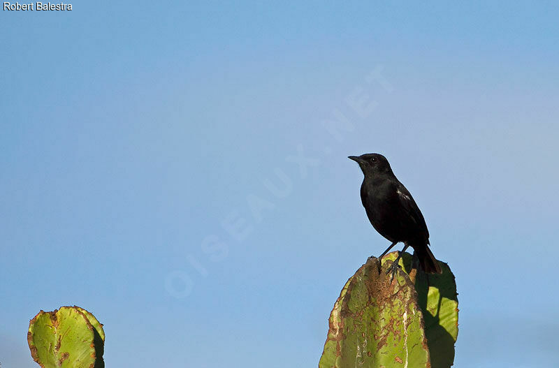 Sooty Chat