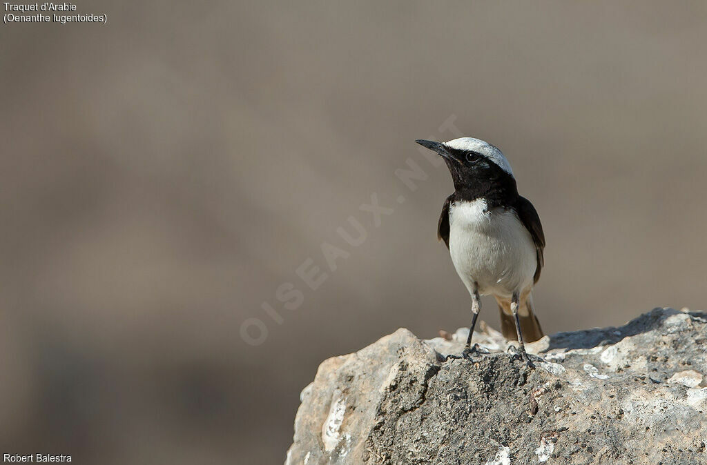 Arabian Wheatear