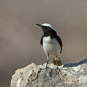 Arabian Wheatear