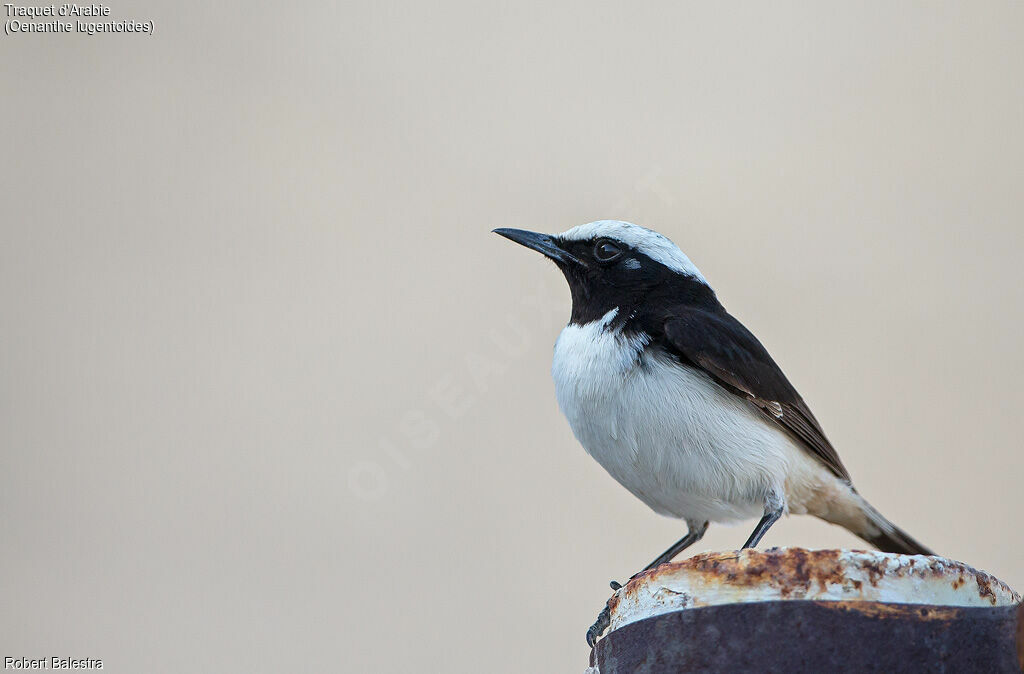 Arabian Wheatear