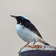 Arabian Wheatear