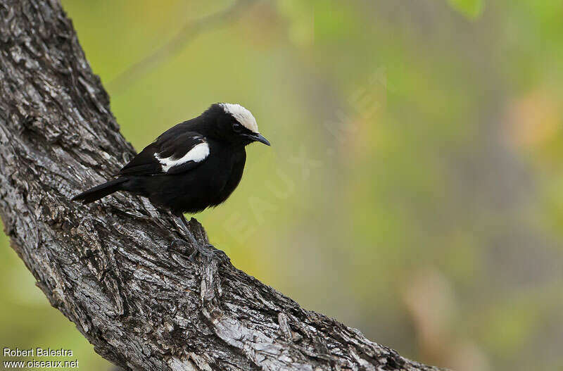 Arnot's Chat male adult, identification