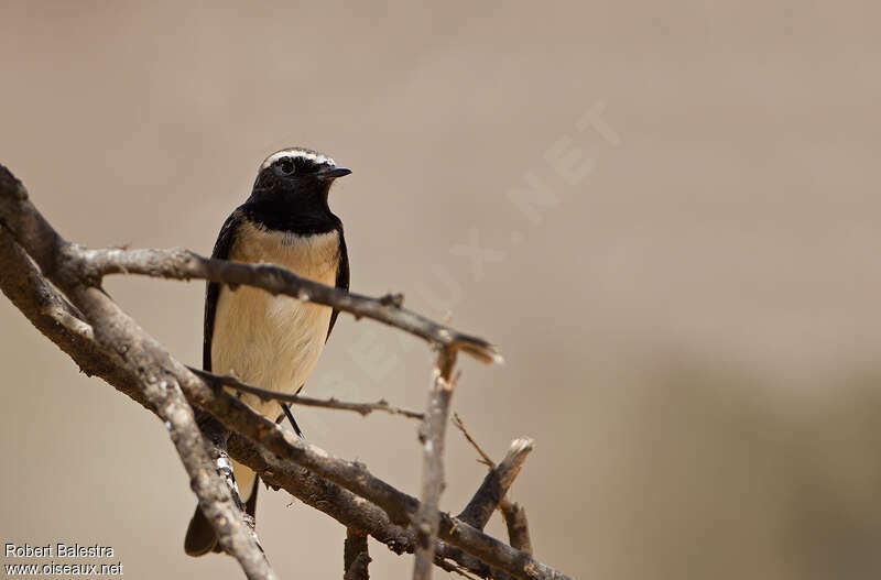 Cyprus Wheatearadult post breeding, close-up portrait, pigmentation