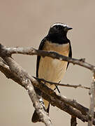 Cyprus Wheatear