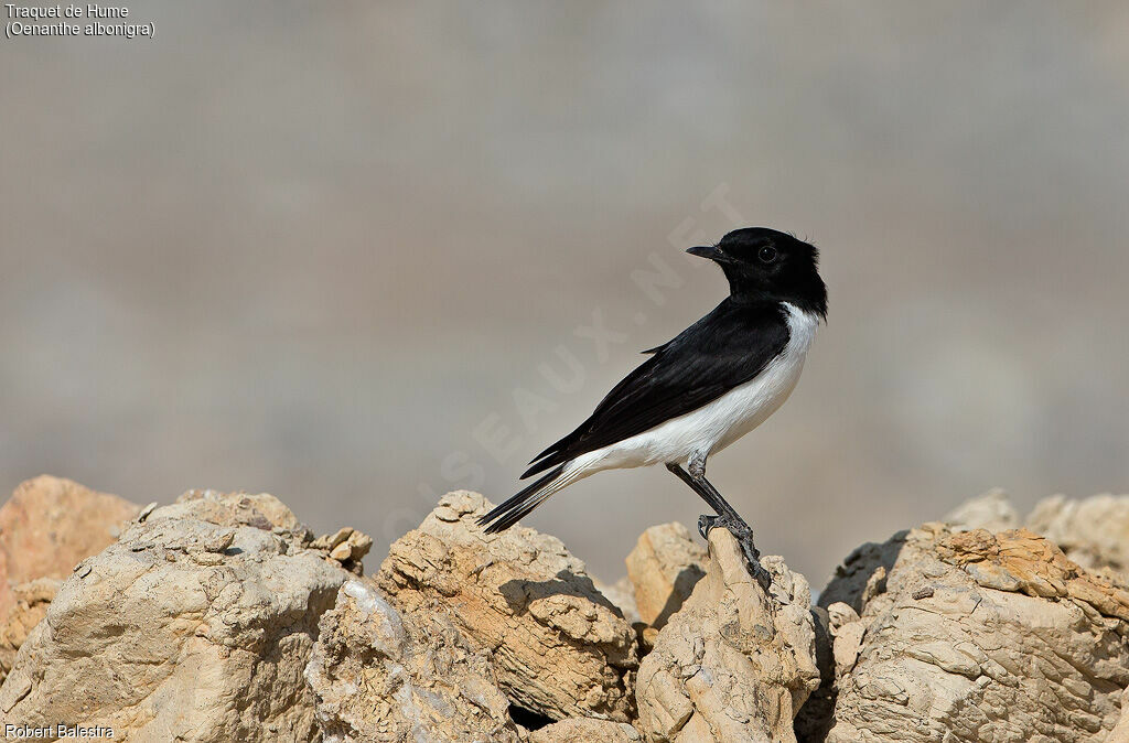 Hume's Wheatear