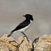 Hume's Wheatear