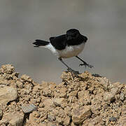 Hume's Wheatear