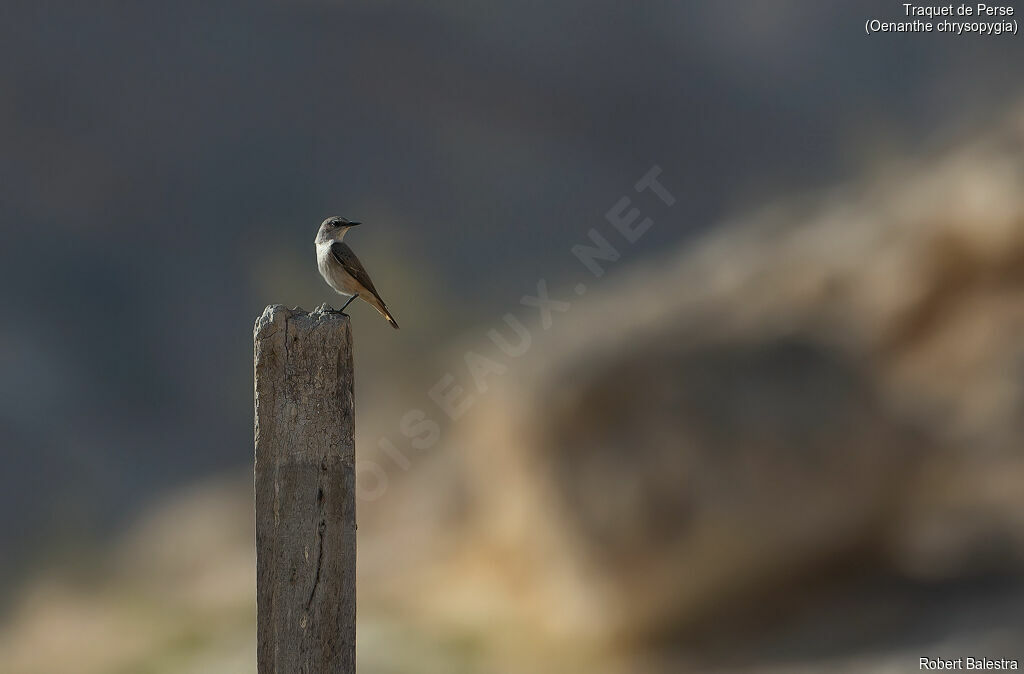 Red-tailed Wheatear