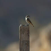 Red-tailed Wheatear