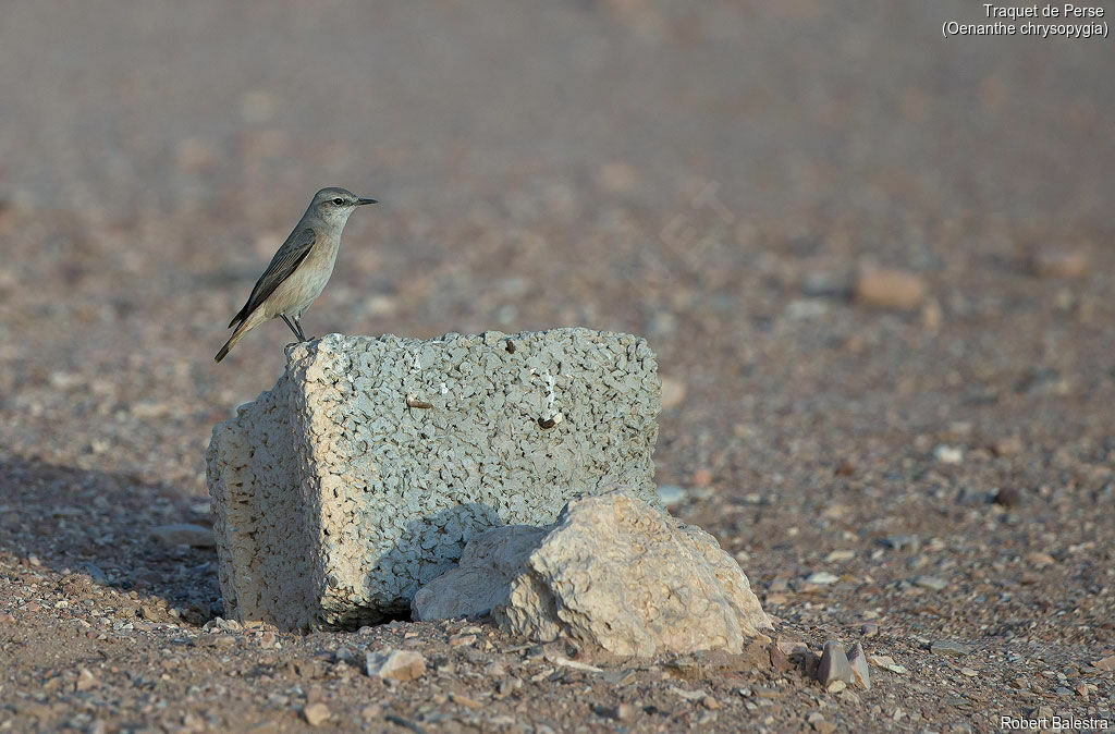 Red-tailed Wheatear