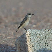 Red-tailed Wheatear