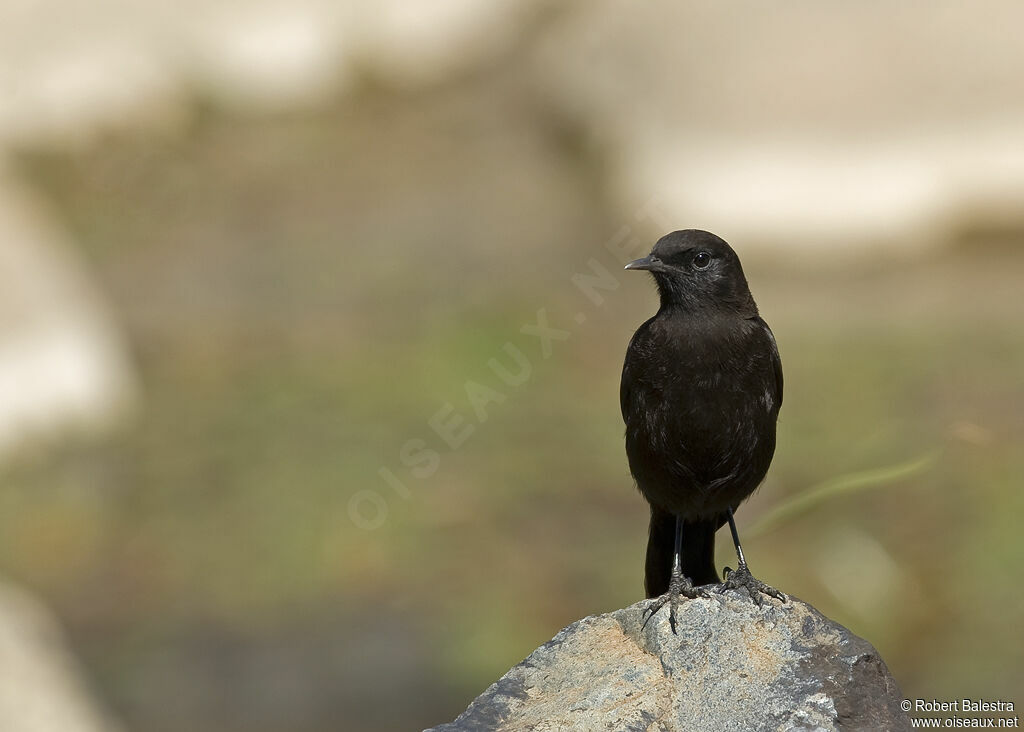 Rüppell's Black Chat