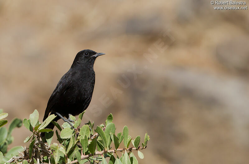 Rüppell's Black Chat