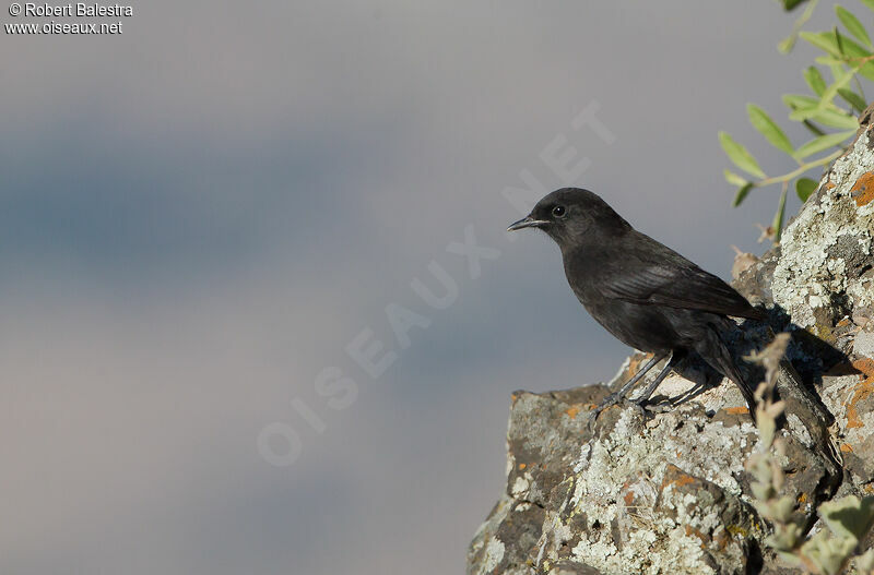 Rüppell's Black Chat