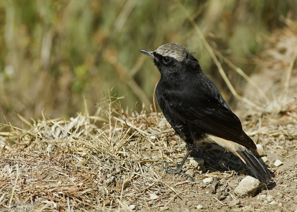 Abyssinian Wheatear